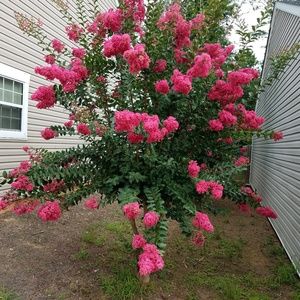 Meet your Posher, Pearl